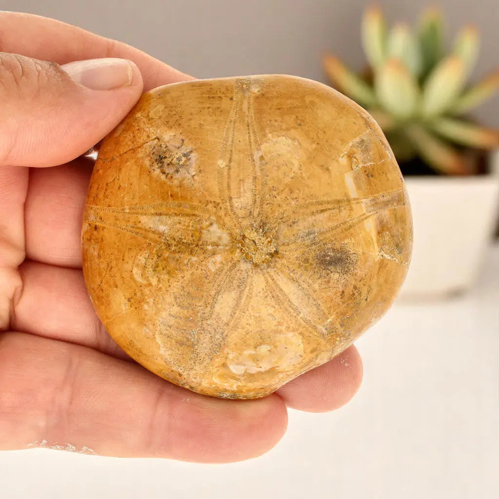 Ocean's Ancient Wonders: Fossil Gift Box of Prehistoric Treasures!