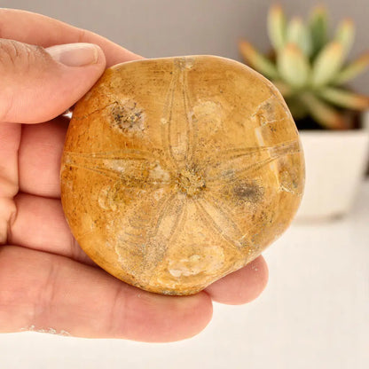 Ocean's Ancient Wonders: Fossil Gift Box of Prehistoric Treasures!