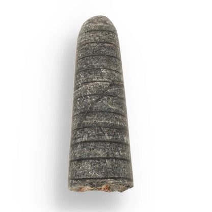 Ocean's Ancient Wonders: Fossil Gift Box of Prehistoric Treasures!