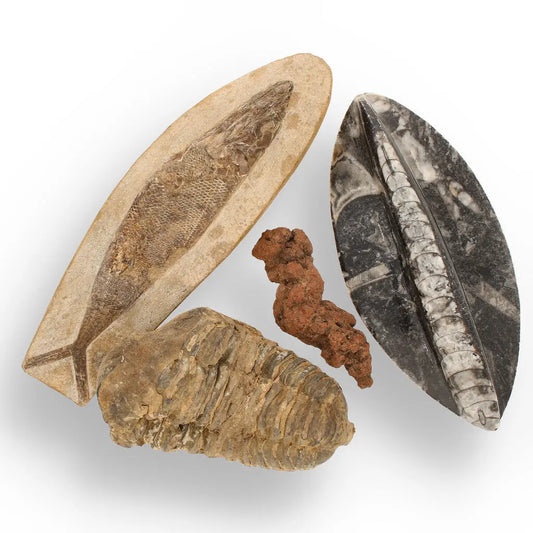 Journey Through Time - Fossil Gift Box of Ancient Wonders!