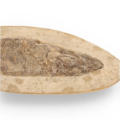 Journey Through Time - Fossil Gift Box of Ancient Wonders!