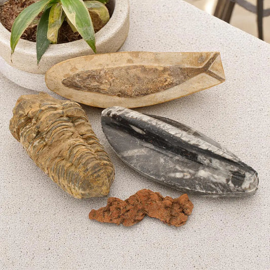 Journey Through Time - Fossil Gift Box of Ancient Wonders!
