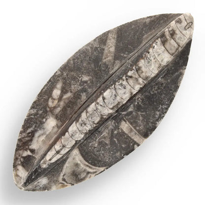 Journey Through Time - Fossil Gift Box of Ancient Wonders!