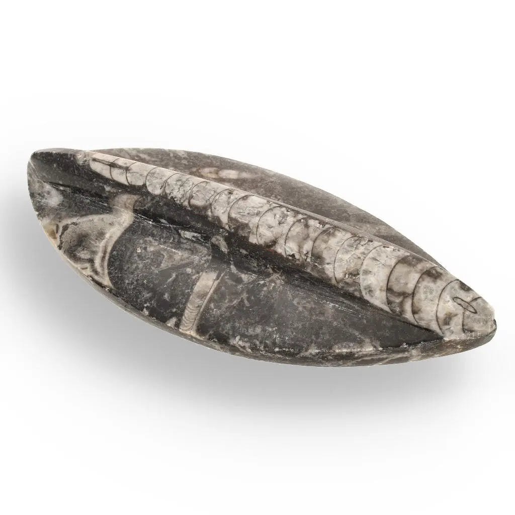 Journey Through Time - Fossil Gift Box of Ancient Wonders!
