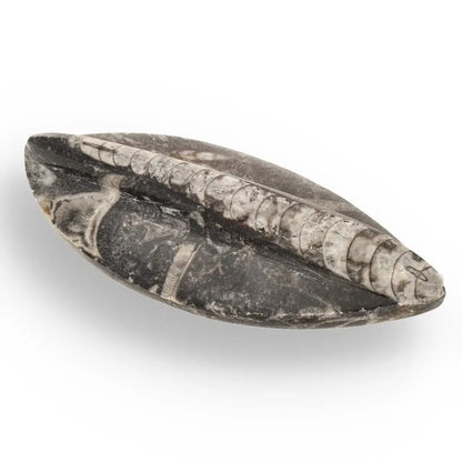 Journey Through Time - Fossil Gift Box of Ancient Wonders!