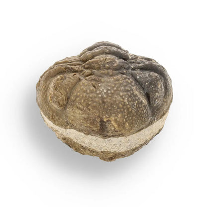 Prehistoric Wonders: Fossil Gift Box of Ancient Life!