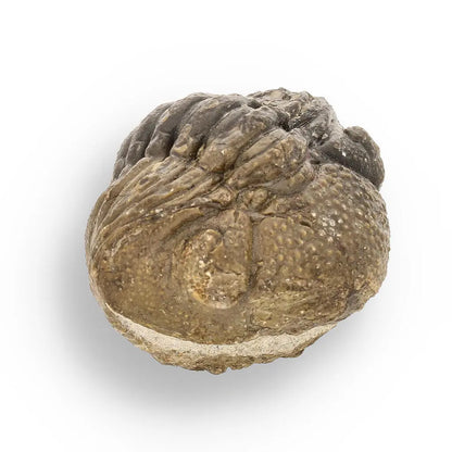 Prehistoric Wonders: Fossil Gift Box of Ancient Life!