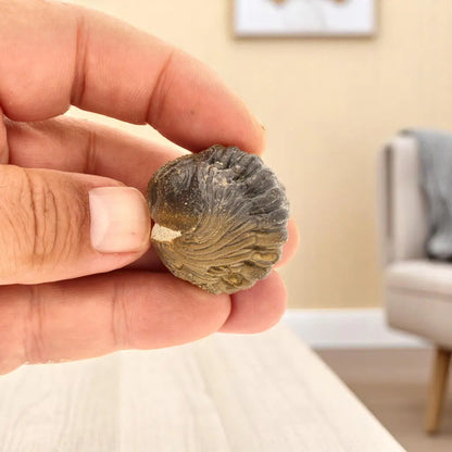 Prehistoric Wonders: Fossil Gift Box of Ancient Life!