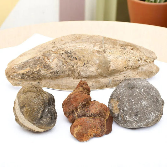 Prehistoric Wonders: Fossil Gift Box of Ancient Life!