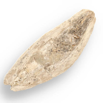 Prehistoric Wonders: Fossil Gift Box of Ancient Life!