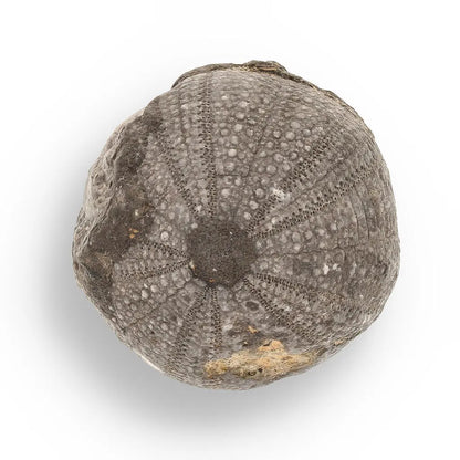 Prehistoric Wonders: Fossil Gift Box of Ancient Life!