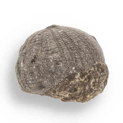 Prehistoric Wonders: Fossil Gift Box of Ancient Life!