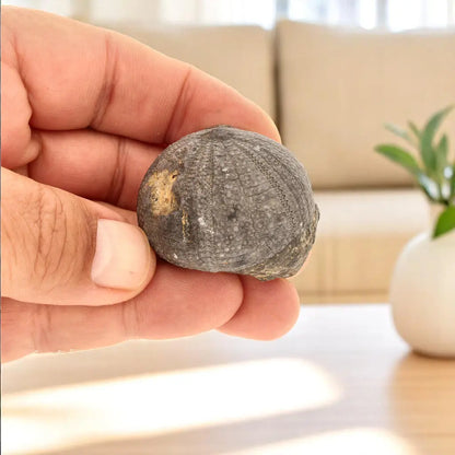 Prehistoric Wonders: Fossil Gift Box of Ancient Life!