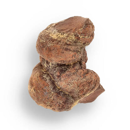 Prehistoric Wonders: Fossil Gift Box of Ancient Life!