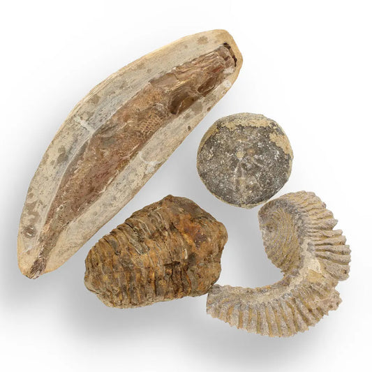 Buy your Prehistoric Wonders: Fossil Gift Box of Ancient Life! (Copy) online now or in store at Forever Gems in Franschhoek, South Africa