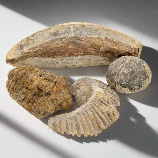 Buy your Prehistoric Wonders: Fossil Gift Box of Ancient Life! (Copy) online now or in store at Forever Gems in Franschhoek, South Africa
