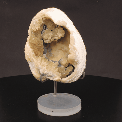Buy your Rare Mercenaria Permagna Clam Fossil online now or in store at Forever Gems in Franschhoek, South Africa