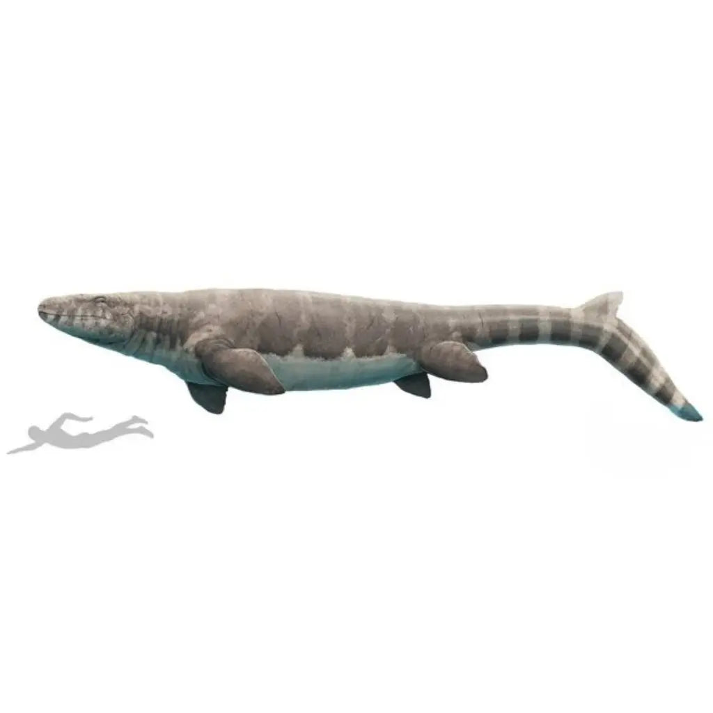 Get your Authentic Prognathodon Mosasaur Tooth Fossil – Khouribga Morocco (Repaired) online now or in store at Forever Gems in Franschhoek, South Africa