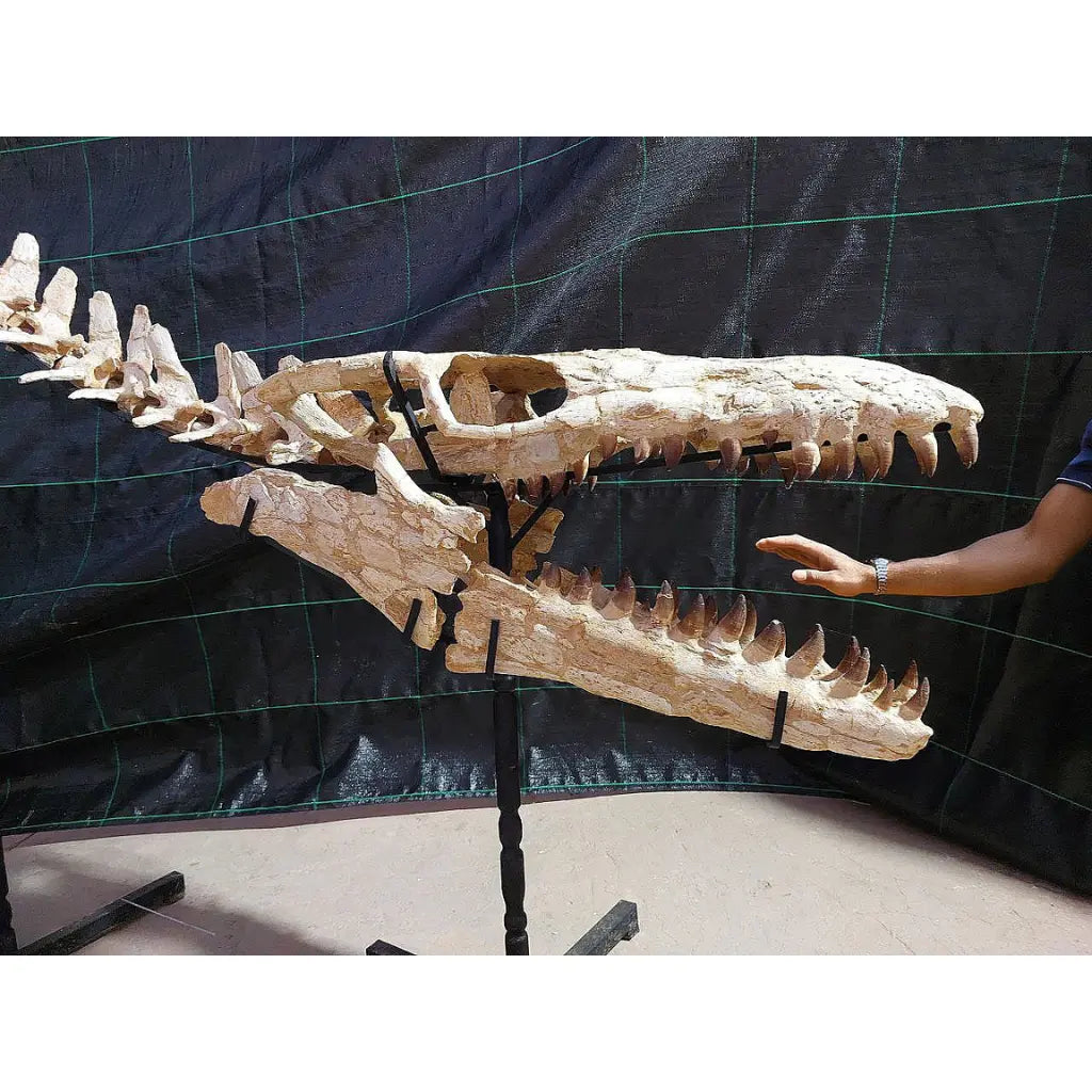 Get your Authentic Prognathodon Mosasaur Tooth Fossil – Khouribga Morocco (Repaired) online now or in store at Forever Gems in Franschhoek, South Africa