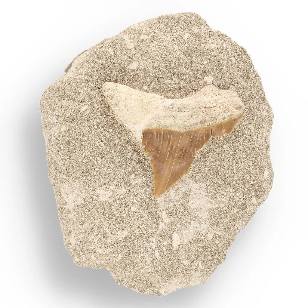 Get your Prehistoric Discovery Fossil Box – Real Shark, Oyster & Trilobite! online now or in store at Forever Gems in Franschhoek, South Africa