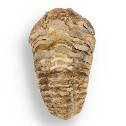 Get your Prehistoric Discovery Fossil Box – Real Shark, Oyster & Trilobite! online now or in store at Forever Gems in Franschhoek, South Africa