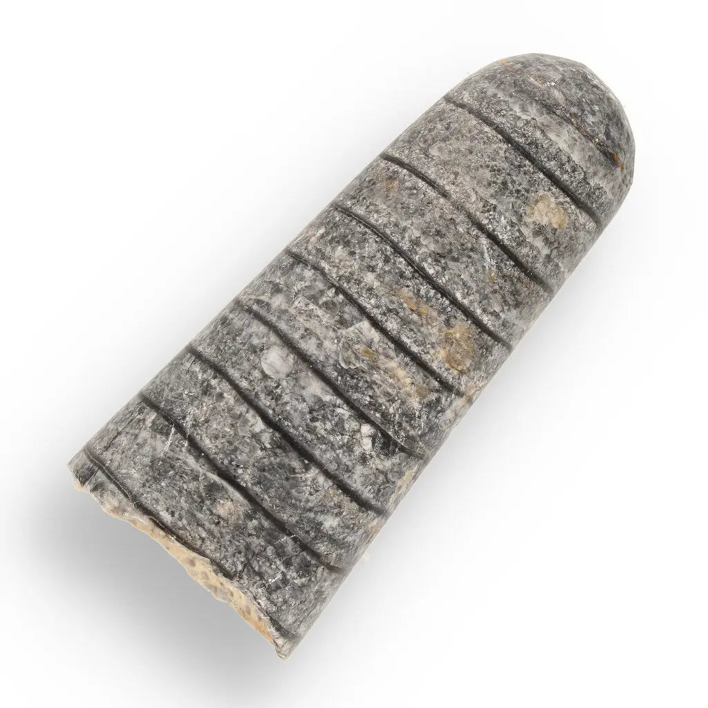 Get your Prehistoric Discovery Fossil Box – Real Shark, Oyster & Trilobite! online now or in store at Forever Gems in Franschhoek, South Africa