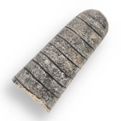 Get your Prehistoric Discovery Fossil Box – Real Shark, Oyster & Trilobite! online now or in store at Forever Gems in Franschhoek, South Africa