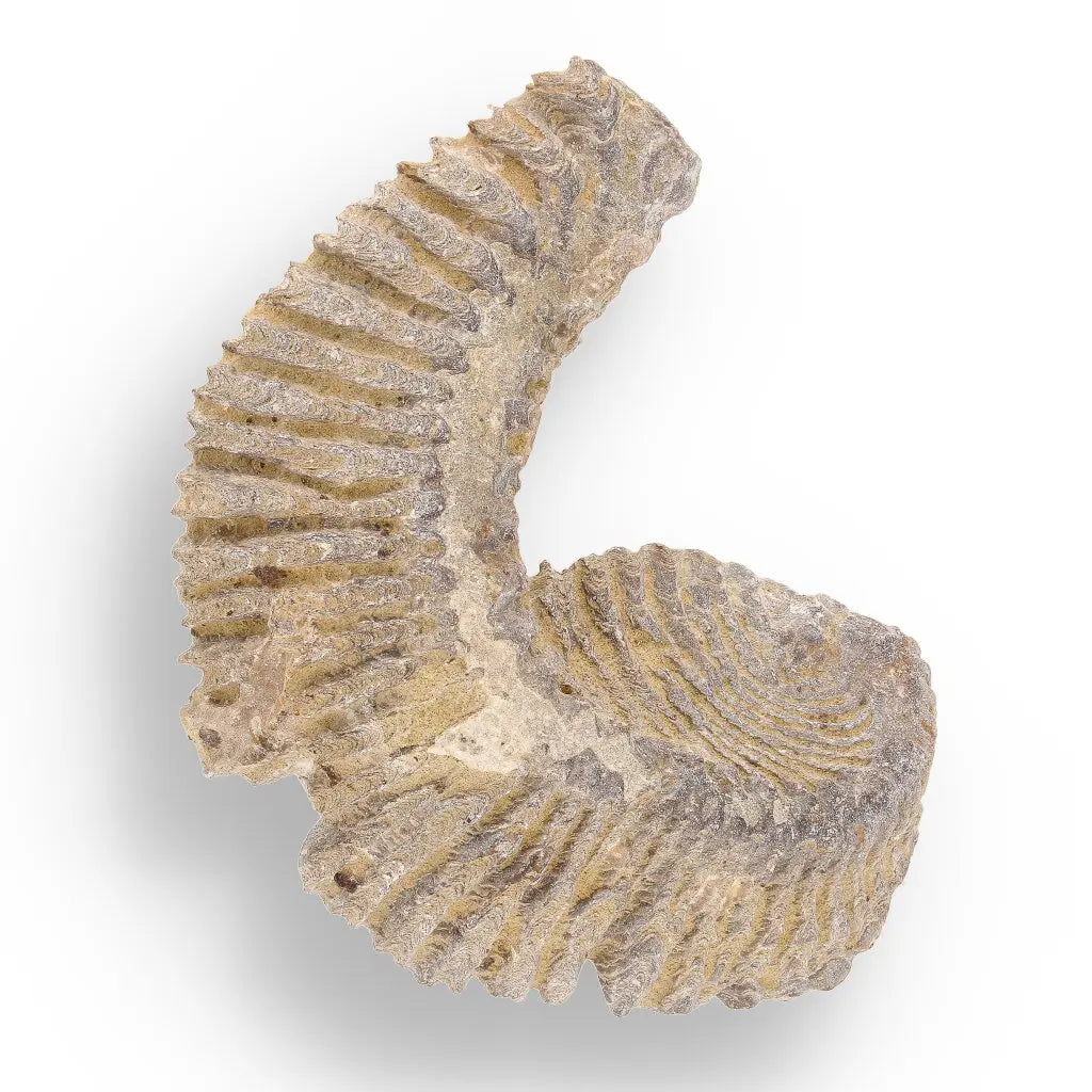 Get your Prehistoric Discovery Fossil Box – Real Shark, Oyster & Trilobite! online now or in store at Forever Gems in Franschhoek, South Africa