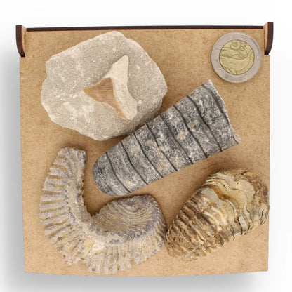 Get your Prehistoric Discovery Fossil Box – Real Shark, Oyster & Trilobite! online now or in store at Forever Gems in Franschhoek, South Africa