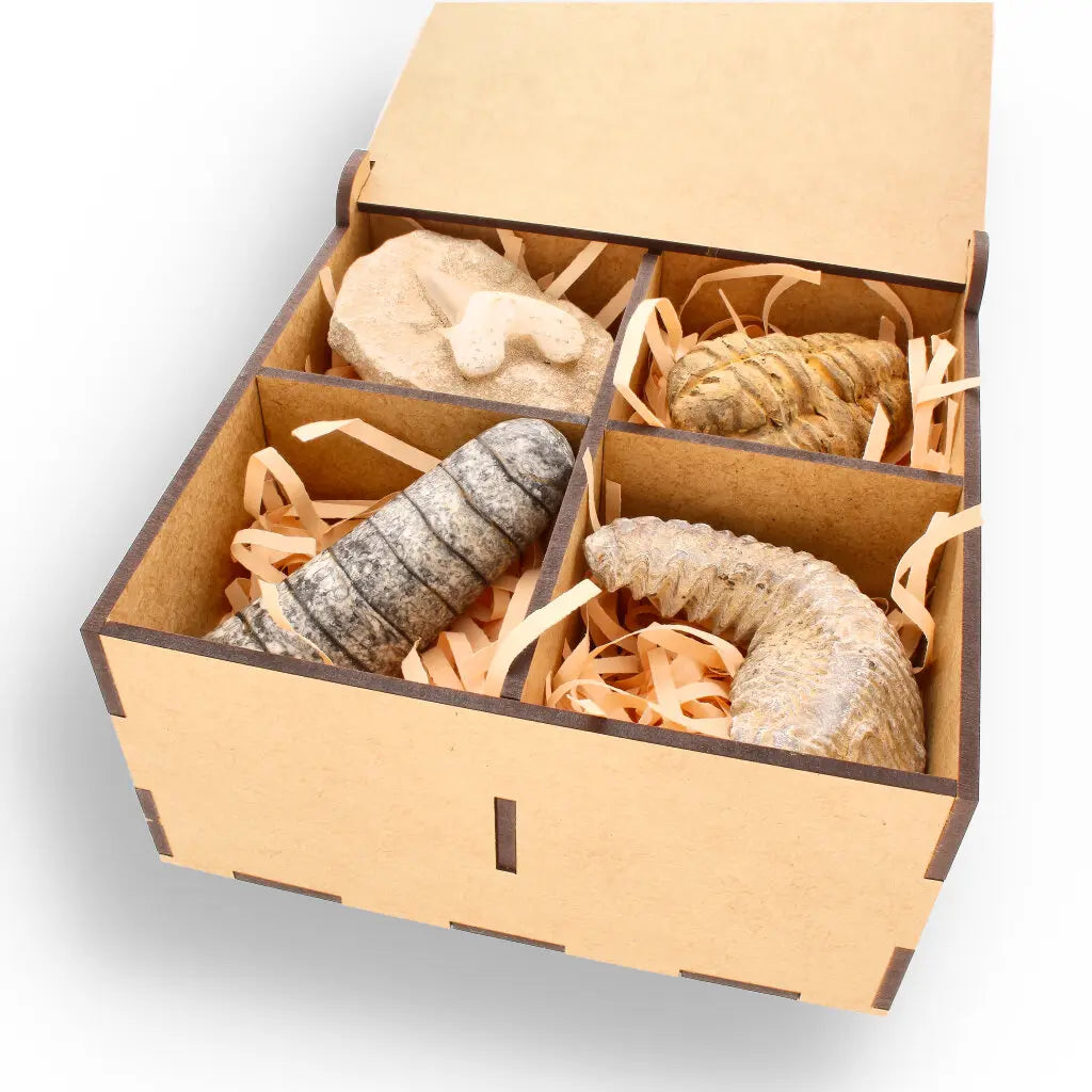 Get your Prehistoric Discovery Fossil Box – Real Shark, Oyster & Trilobite! online now or in store at Forever Gems in Franschhoek, South Africa