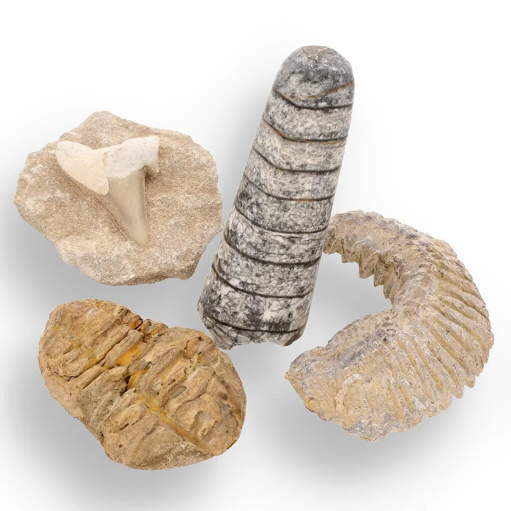 Get your Prehistoric Discovery Fossil Box – Real Shark, Oyster & Trilobite! online now or in store at Forever Gems in Franschhoek, South Africa