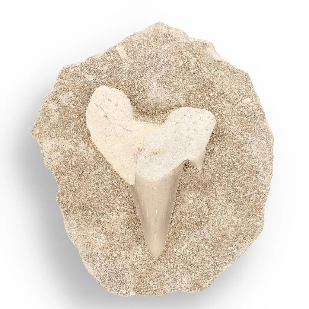 Get your Prehistoric Discovery Fossil Box – Real Shark, Oyster & Trilobite! online now or in store at Forever Gems in Franschhoek, South Africa