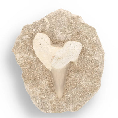 Get your Prehistoric Discovery Fossil Box – Real Shark, Oyster & Trilobite! online now or in store at Forever Gems in Franschhoek, South Africa