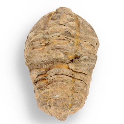 Get your Prehistoric Discovery Fossil Box – Real Shark, Oyster & Trilobite! online now or in store at Forever Gems in Franschhoek, South Africa