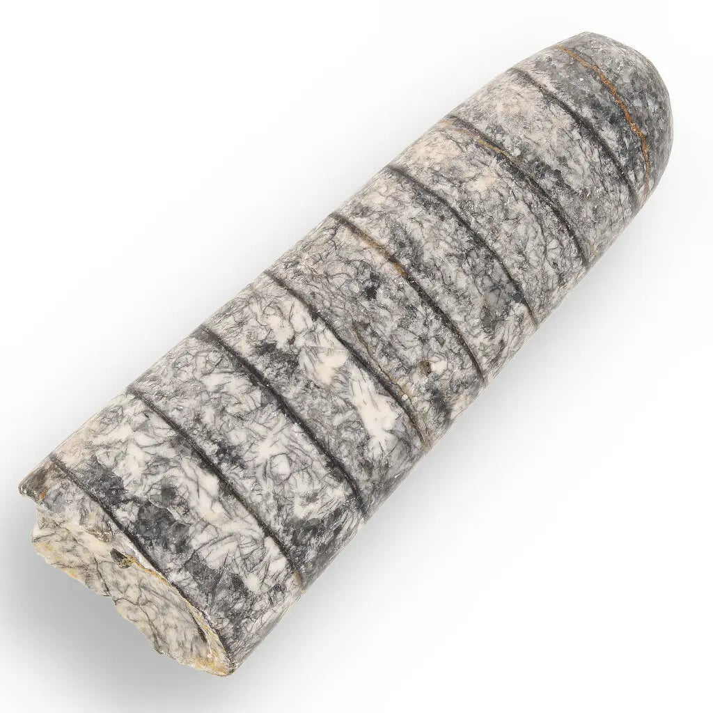 Get your Prehistoric Discovery Fossil Box – Real Shark, Oyster & Trilobite! online now or in store at Forever Gems in Franschhoek, South Africa