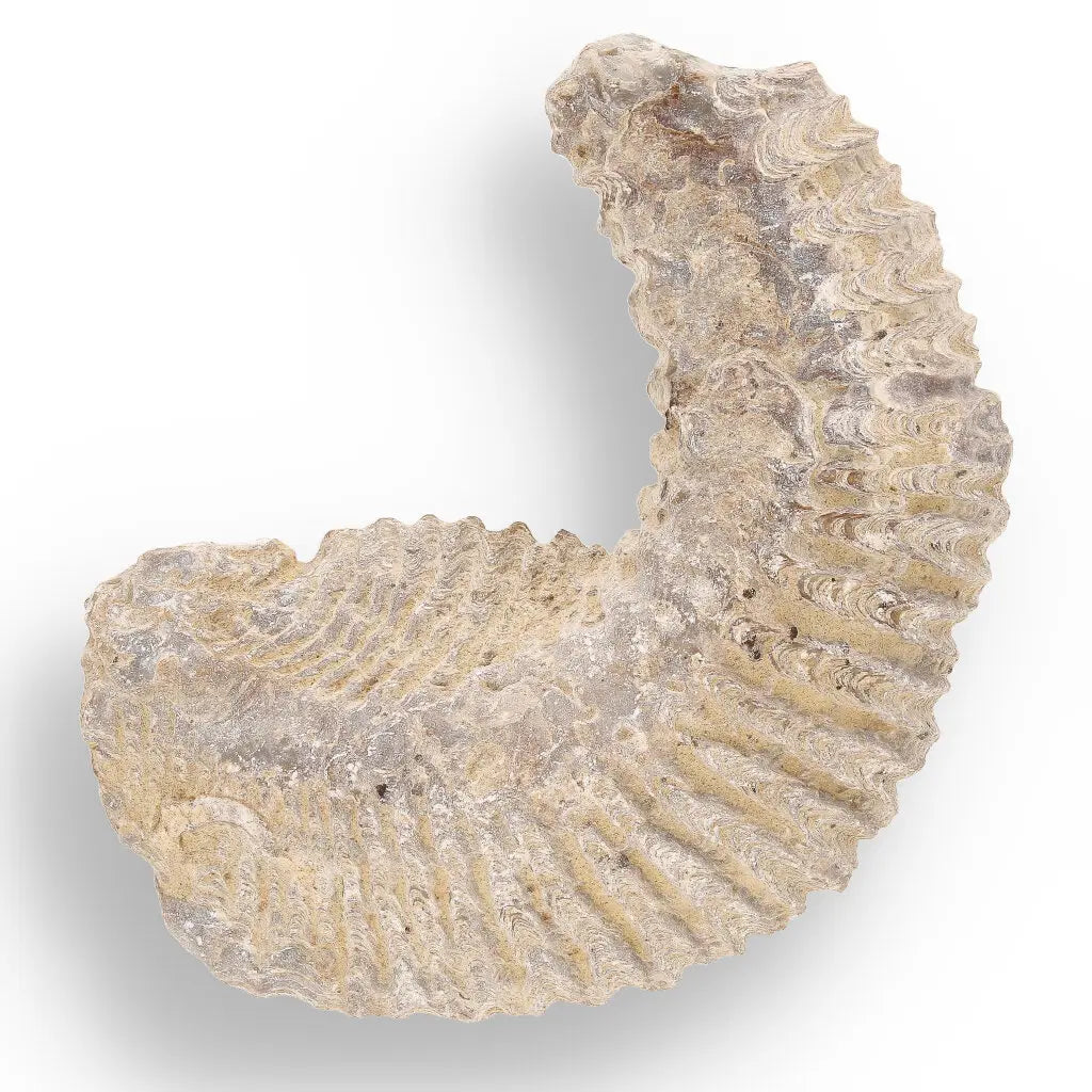 Get your Prehistoric Discovery Fossil Box – Real Shark, Oyster & Trilobite! online now or in store at Forever Gems in Franschhoek, South Africa