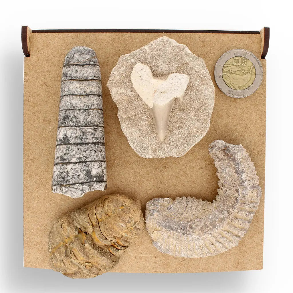 Get your Prehistoric Discovery Fossil Box – Real Shark, Oyster & Trilobite! online now or in store at Forever Gems in Franschhoek, South Africa