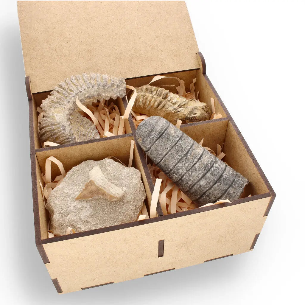 Get your Prehistoric Discovery Fossil Box – Real Shark, Oyster & Trilobite! online now or in store at Forever Gems in Franschhoek, South Africa