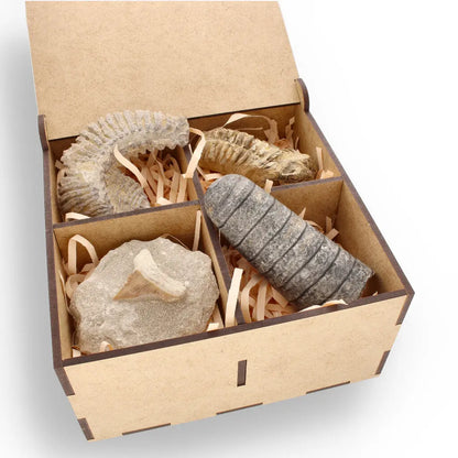 Get your Prehistoric Discovery Fossil Box – Real Shark, Oyster & Trilobite! online now or in store at Forever Gems in Franschhoek, South Africa