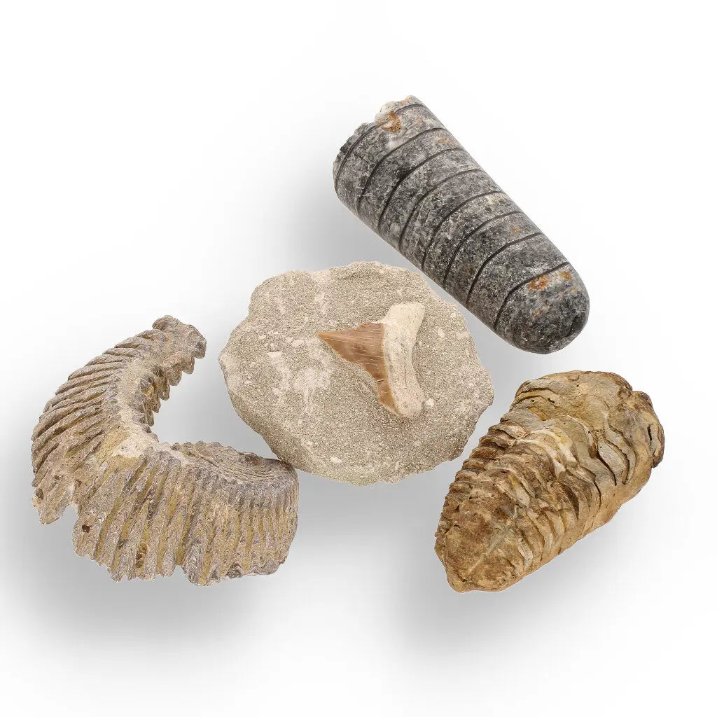 Get your Prehistoric Discovery Fossil Box – Real Shark, Oyster & Trilobite! online now or in store at Forever Gems in Franschhoek, South Africa