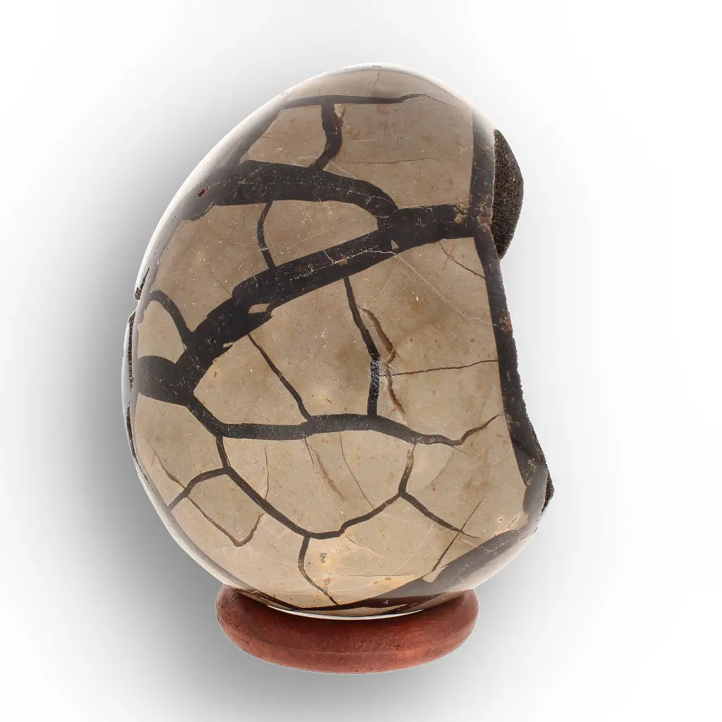 Get your Septarian "Dragon’s Egg" from Madagascar with Crystal Cavity online now or in store at Forever Gems in Franschhoek, South Africa