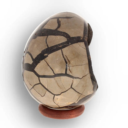 Get your Septarian "Dragon’s Egg" from Madagascar with Crystal Cavity online now or in store at Forever Gems in Franschhoek, South Africa
