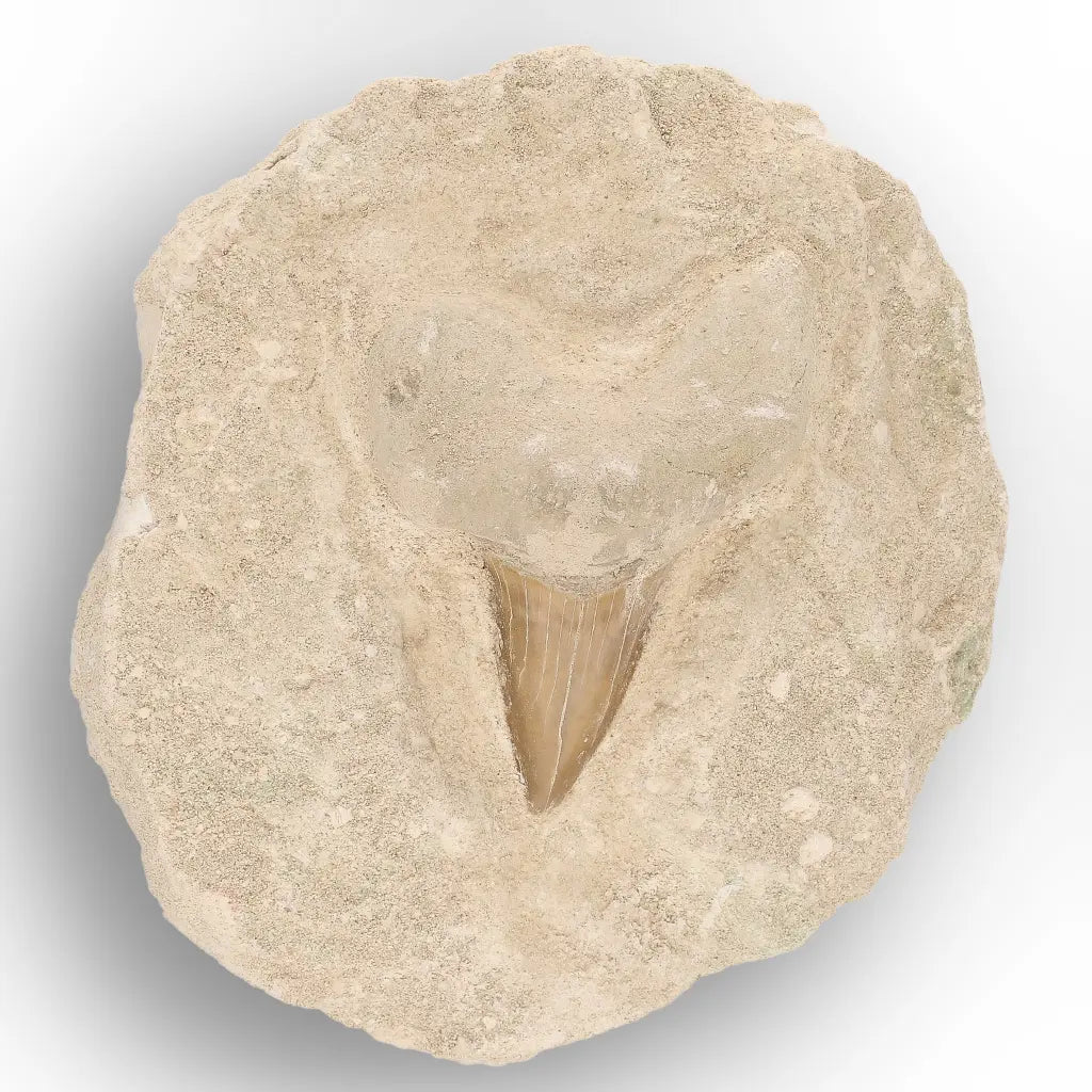 Get your Ancient Otodus Obliquus Shark Tooth on Matrix online now or in store at Forever Gems in Franschhoek, South Africa