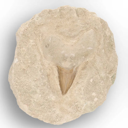 Get your Ancient Otodus Obliquus Shark Tooth on Matrix online now or in store at Forever Gems in Franschhoek, South Africa