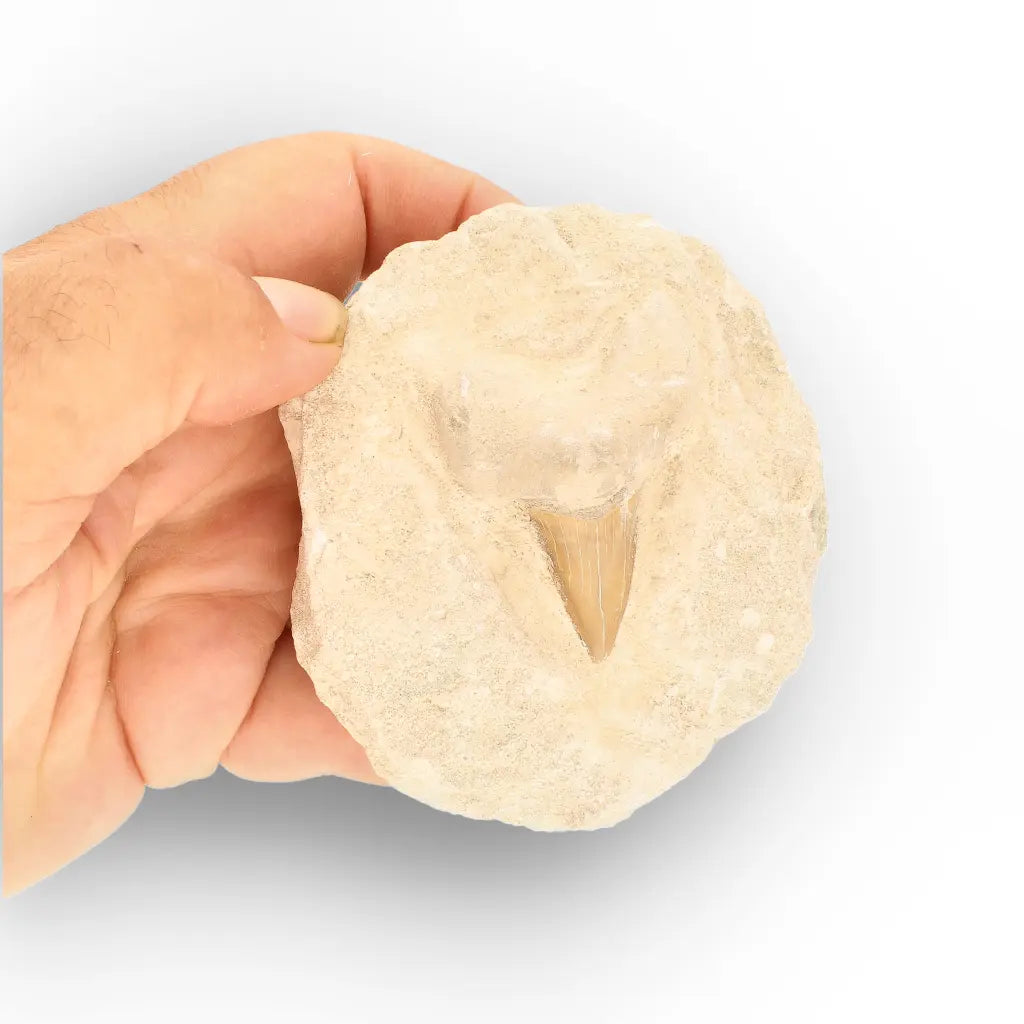 Get your Ancient Otodus Obliquus Shark Tooth on Matrix online now or in store at Forever Gems in Franschhoek, South Africa