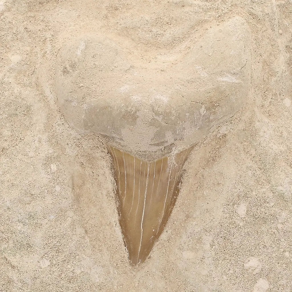 Get your Ancient Otodus Obliquus Shark Tooth on Matrix online now or in store at Forever Gems in Franschhoek, South Africa