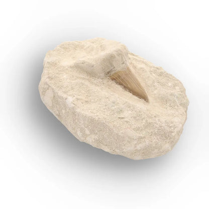 Get your Ancient Otodus Obliquus Shark Tooth on Matrix online now or in store at Forever Gems in Franschhoek, South Africa