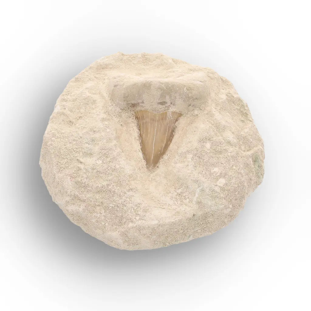 Get your Ancient Otodus Obliquus Shark Tooth on Matrix online now or in store at Forever Gems in Franschhoek, South Africa