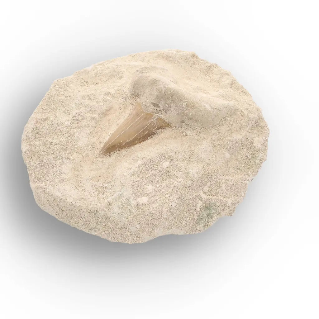 Get your Ancient Otodus Obliquus Shark Tooth on Matrix online now or in store at Forever Gems in Franschhoek, South Africa