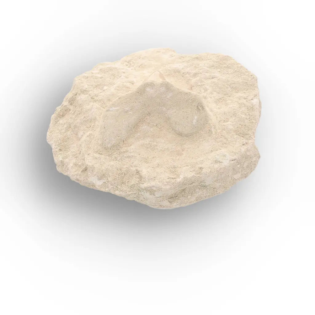 Get your Ancient Otodus Obliquus Shark Tooth on Matrix online now or in store at Forever Gems in Franschhoek, South Africa